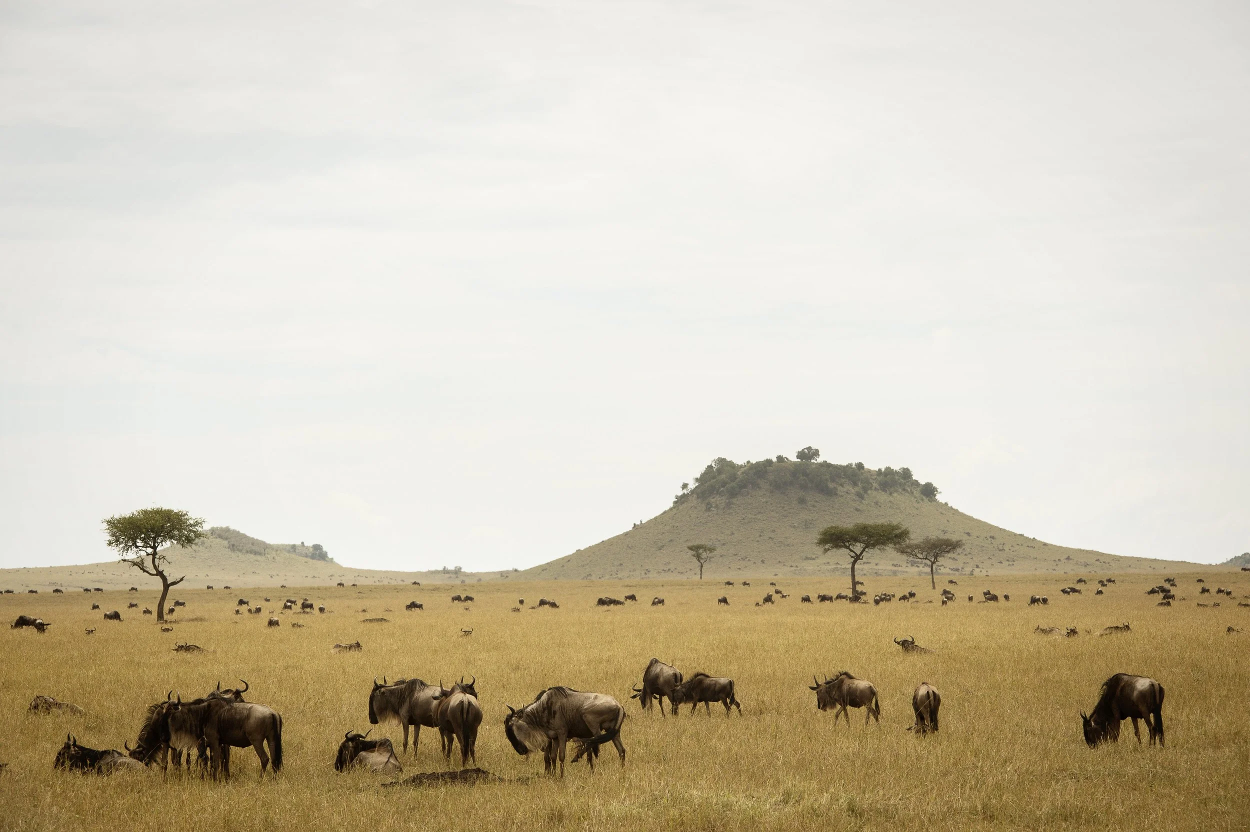 Wildebeest-Herd-Grazing-Serengeti-Eliza-Deacon-MR.jpg