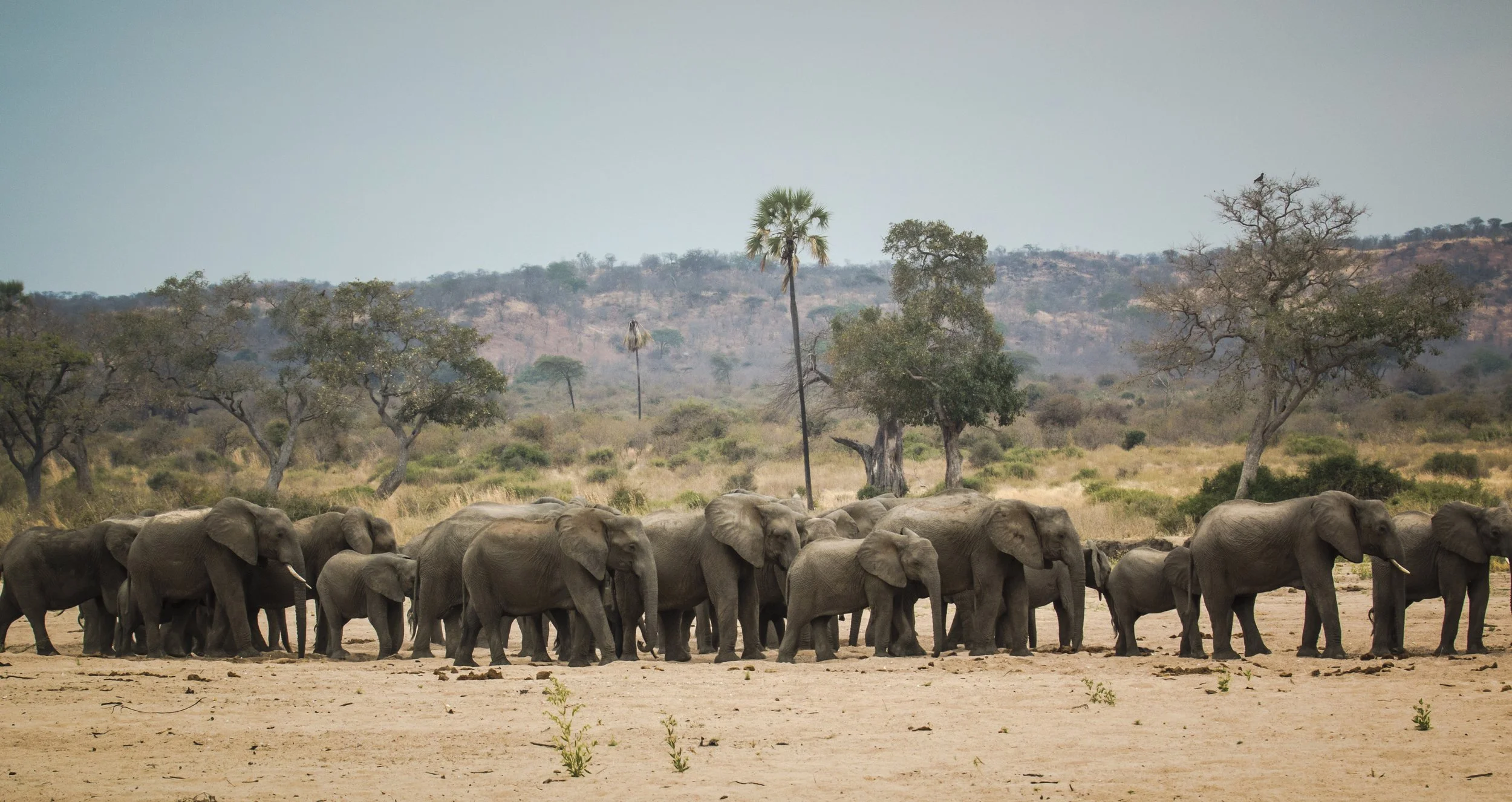 Ruaha-National-Park-Elephant-herd-Eric-Frank-MR.jpg