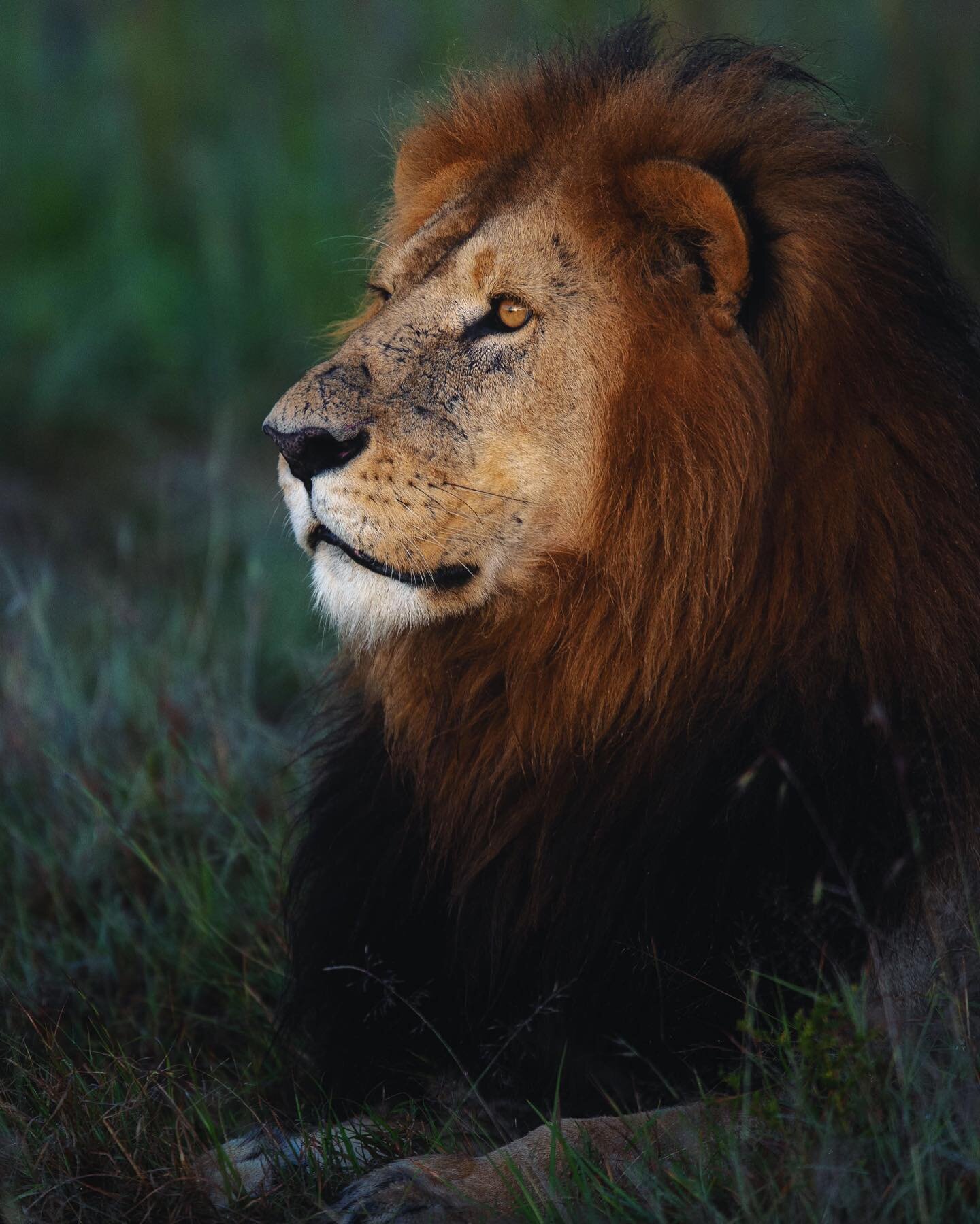 Happy #WorldLionDay!! These incredible predators command presence not only for their survival and the survival of their prides, but also to ensure a healthy balance of the delicate ecosystems they inhabit. While numbers of this iconic keystone specie