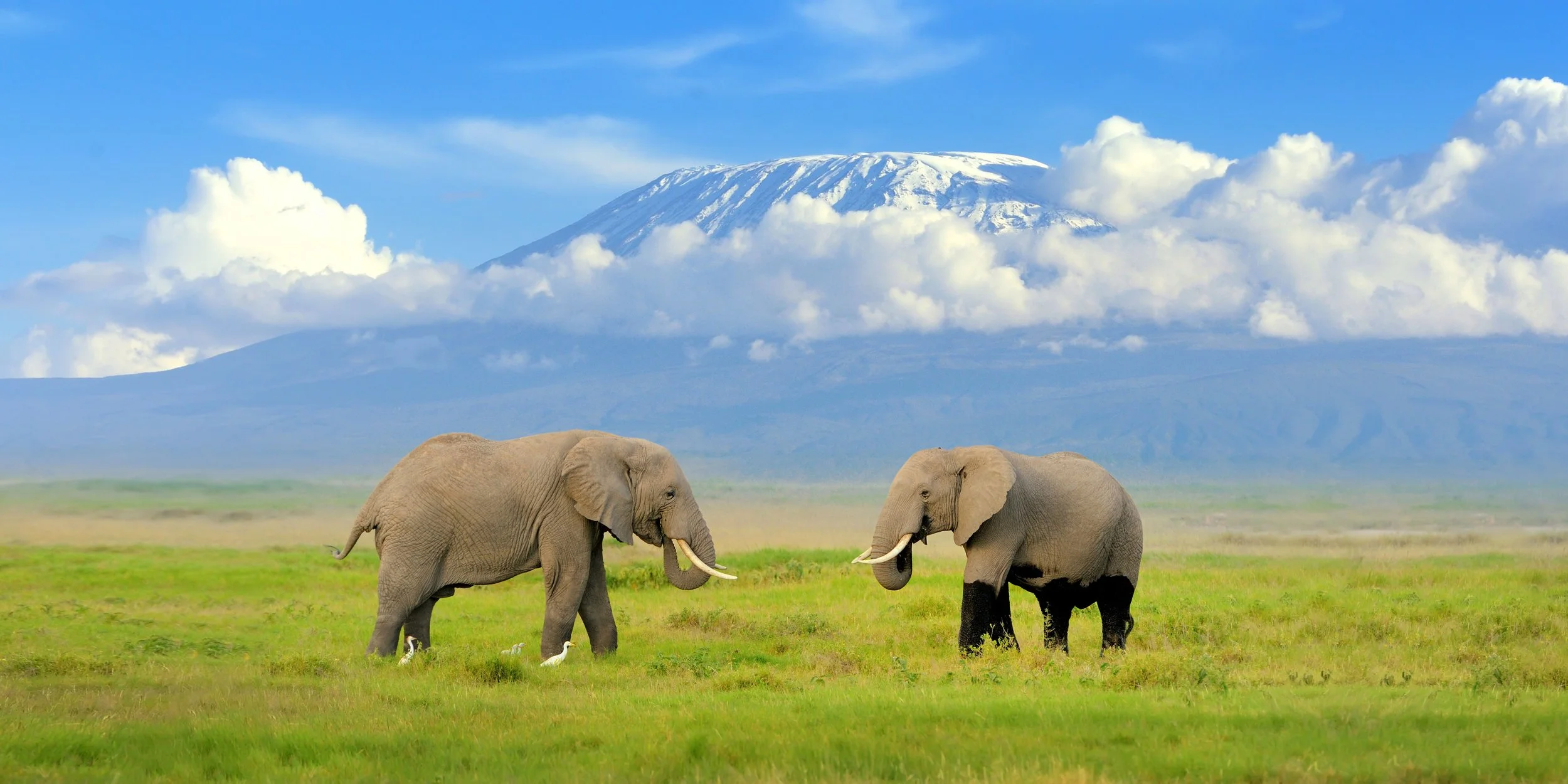 Amboseli Ele's.jpeg