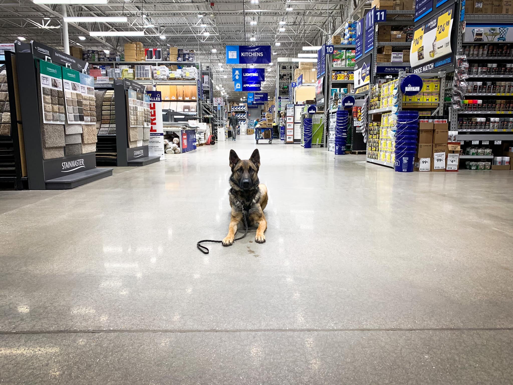 Absolute Dog Training