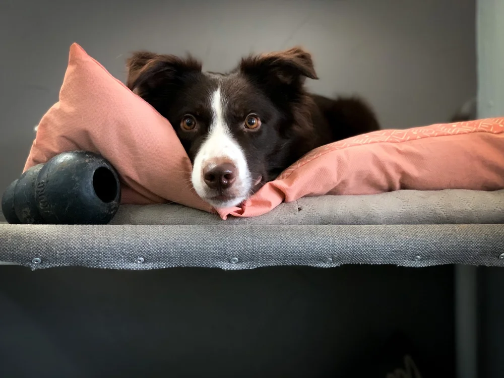 Services — Absolute Dog Training