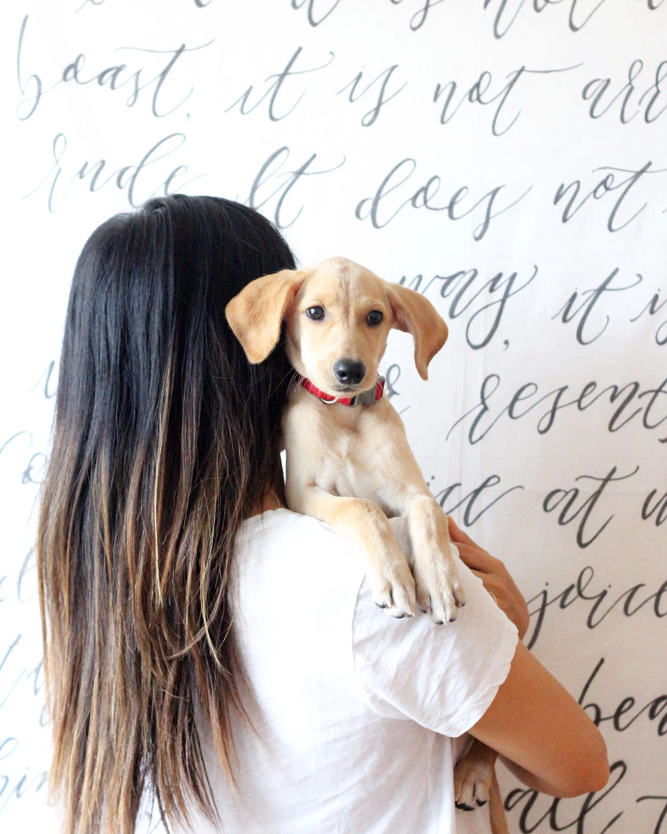Meet our rescue pup Rylie!