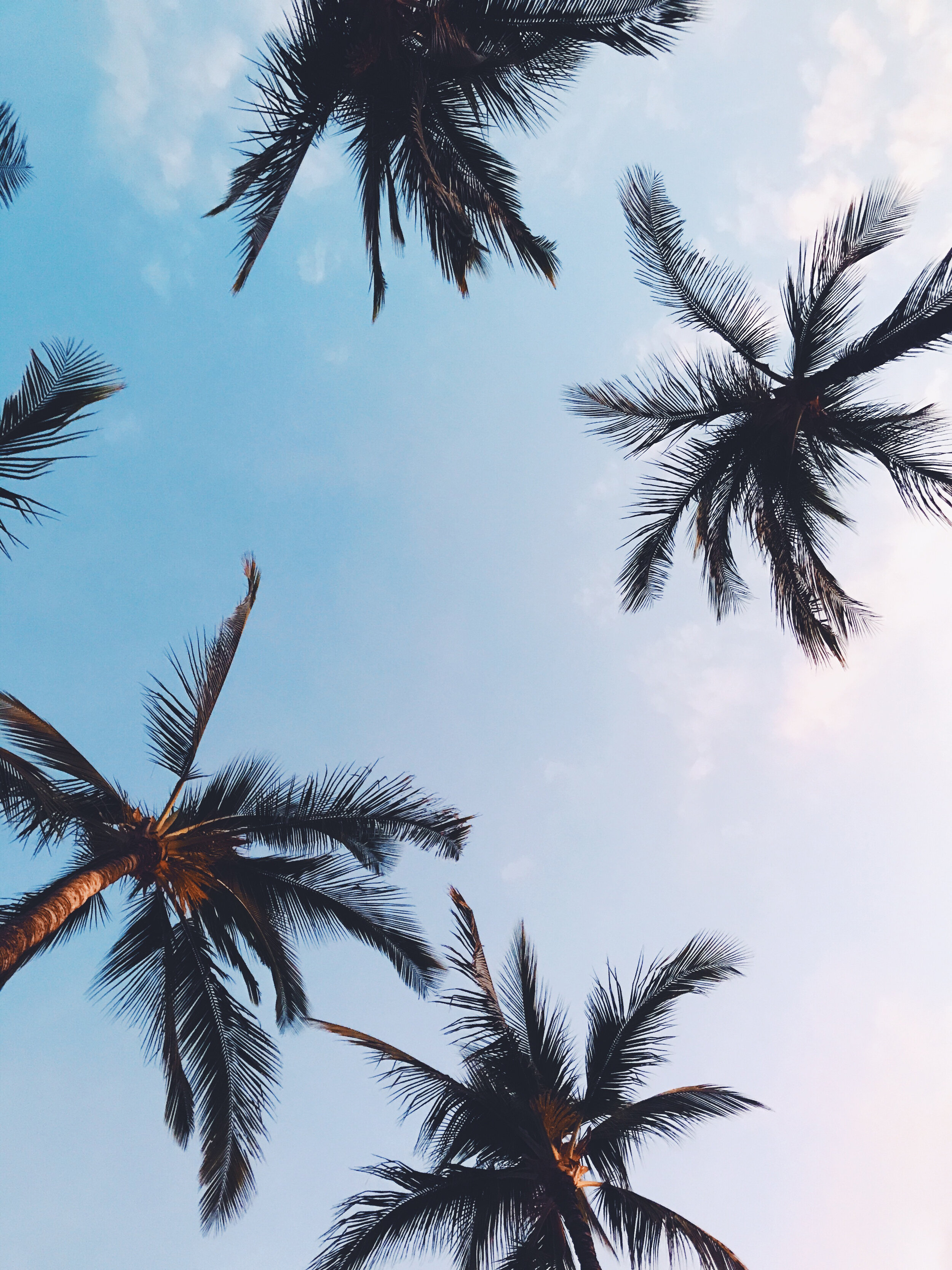 hawaii-palm-trees.jpg