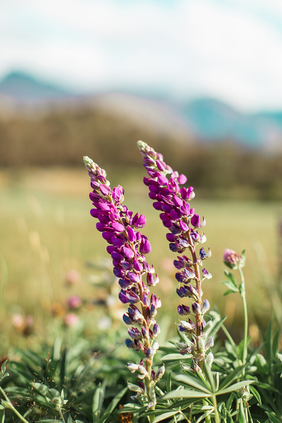 purple-flowers-new-zealand.jpg