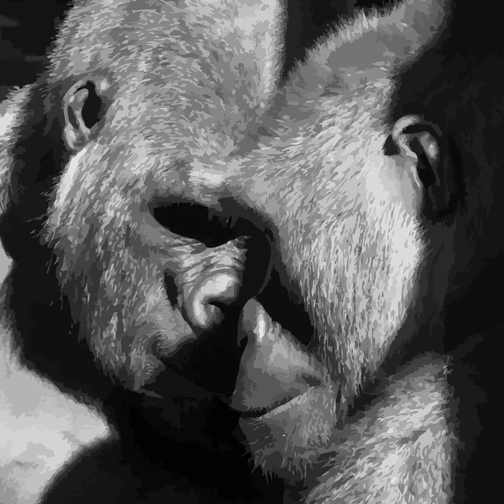 two gorillas cuddling abstract black&amp;white figurative painting print