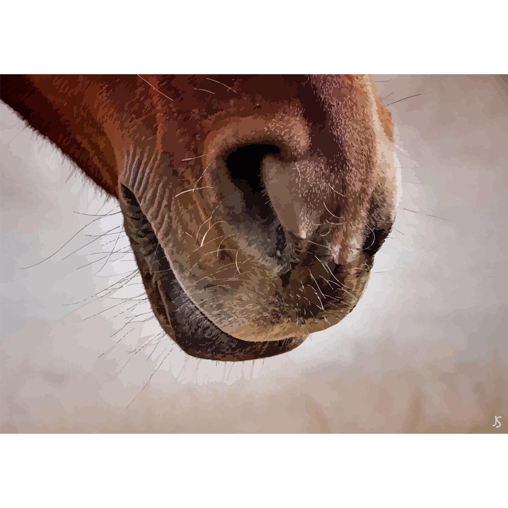 horse nose close up abstract figurative painting print