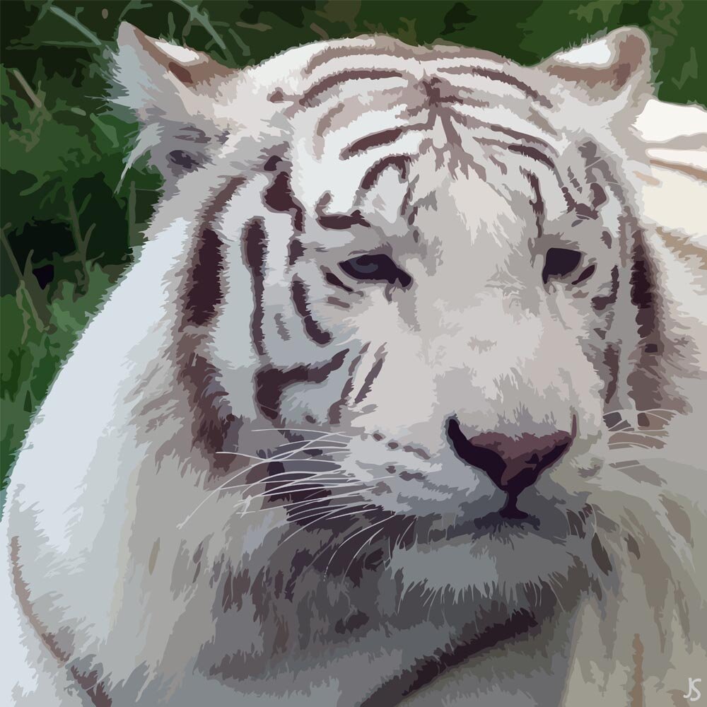 white bengal tiger head close up abstract figurative painting print