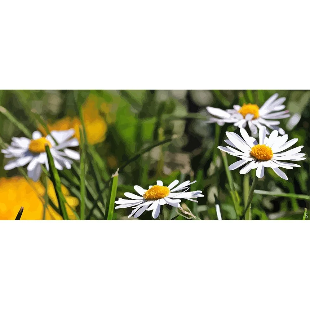daisies in a field abstract figurative print