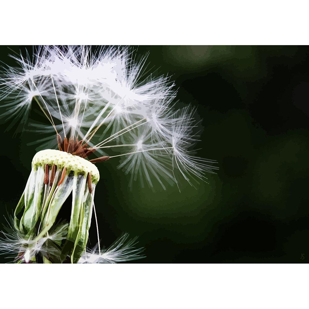 dandelion seeds on stem abstract figurative print