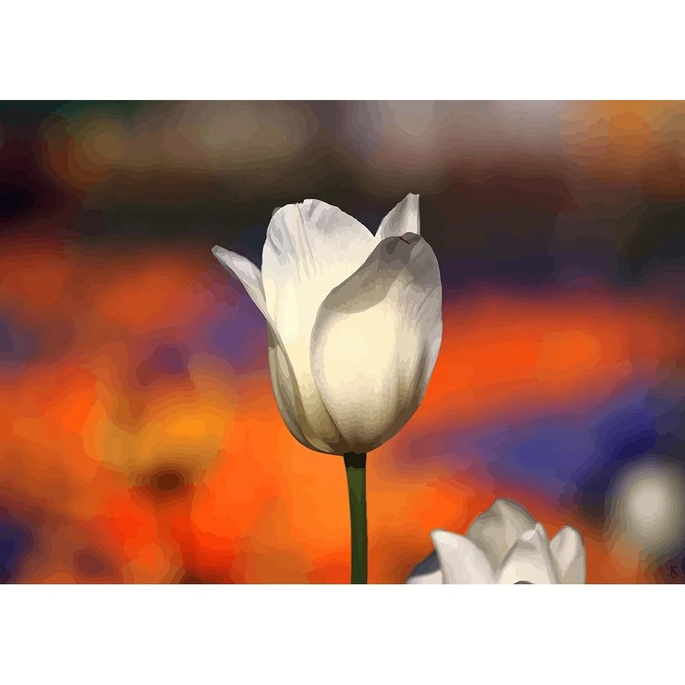 white tulip flower close up abstract figurative print