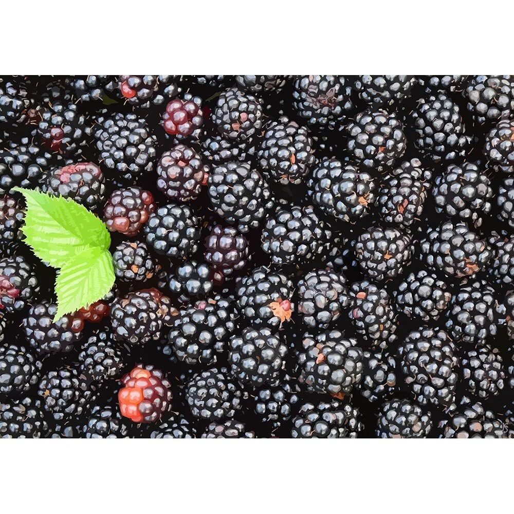 blackberries with a green leaf abstract figurative print