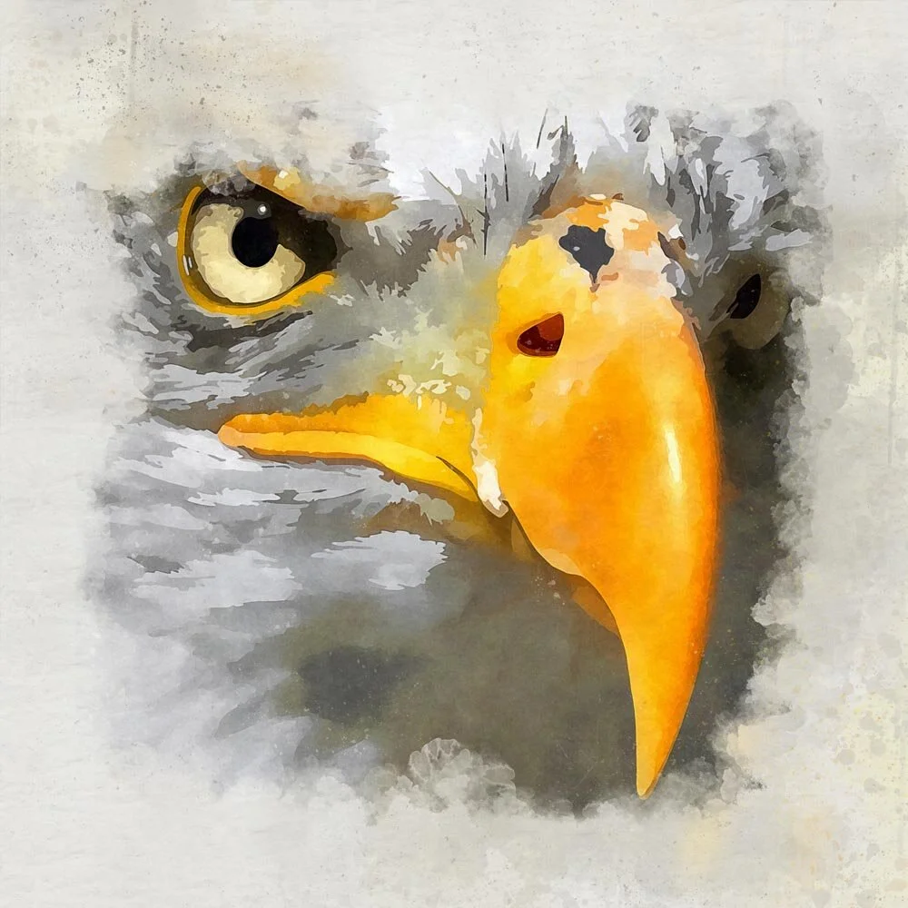 bald eagle beak close up abstract figurative painting print