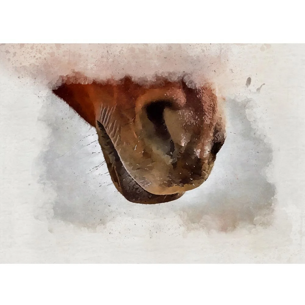 horse nose close up abstract figurative painting print