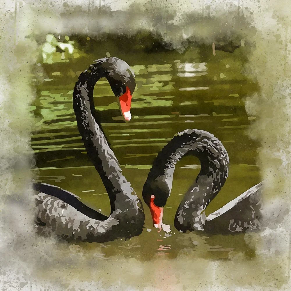 two black swans swimming close up abstract figurative painting print