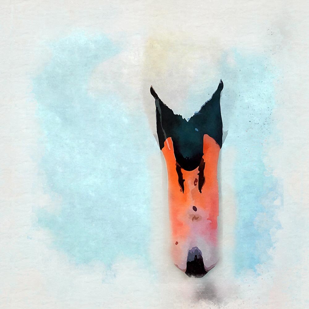 swan beak close up abstract figurative painting print