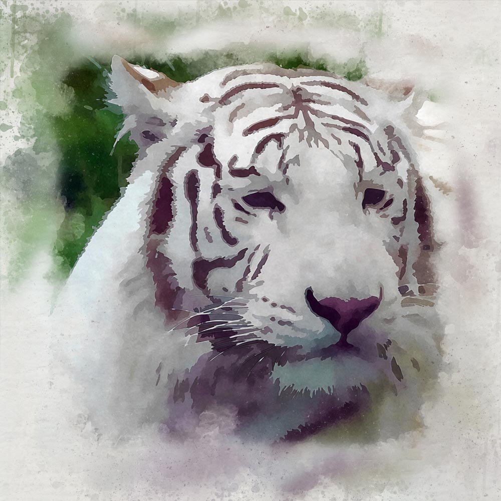 white bengal tiger head close up abstract figurative painting print