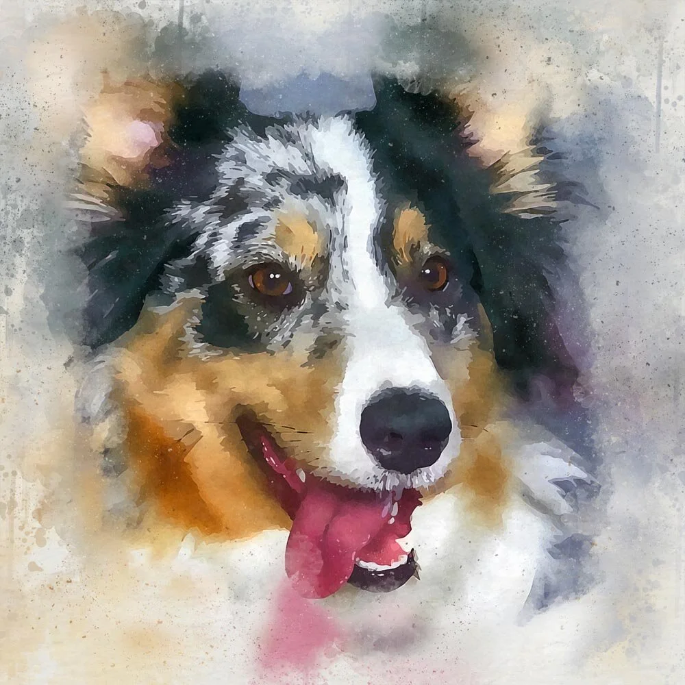 australian collie portrait abstract figurative painting print