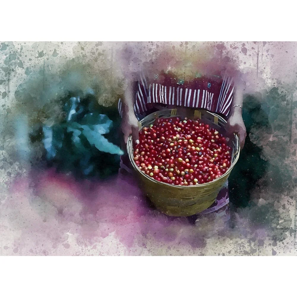 woman with basket full of coffee bean harvest abstract figurative painting print