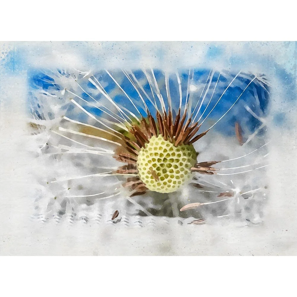 dandelion seeds on stem blue sky abstract figurative print