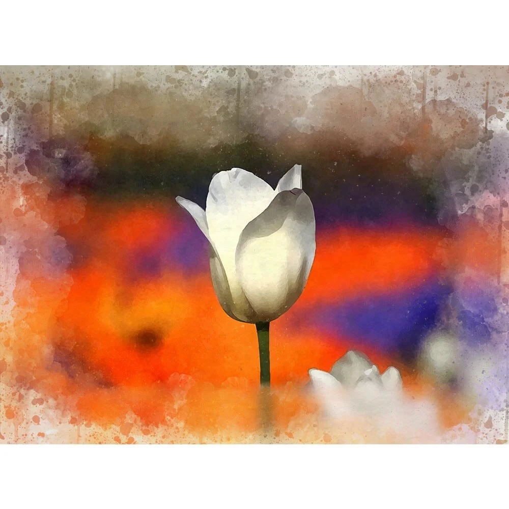 white tulip flower close up abstract figurative print