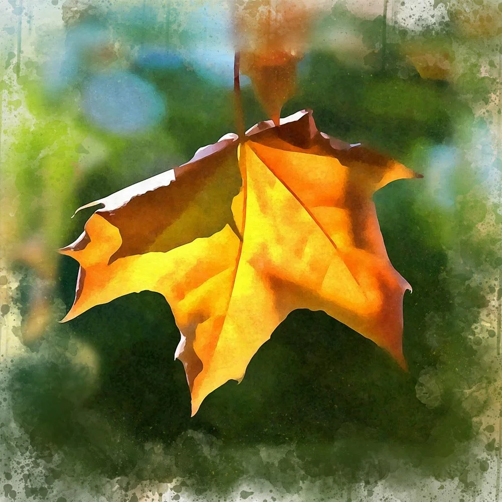 maple leaf on a sunny autumn day abstract figurative print
