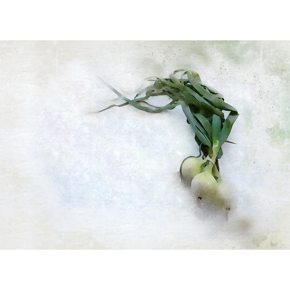 onion bushel with greens abstract figurative art print