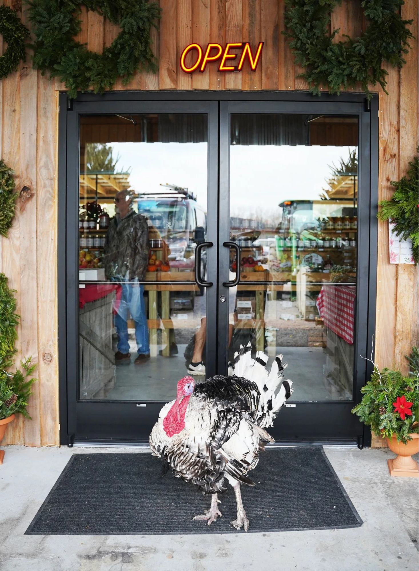  Tom the turkey stands sentinel at the Moyock Farm Market on Nov. 26, 2024 in Moyock, North Carolina. He came to live at the farm market when he was about 8 months old. Now 2, Tom has been greeting customers ever since. 