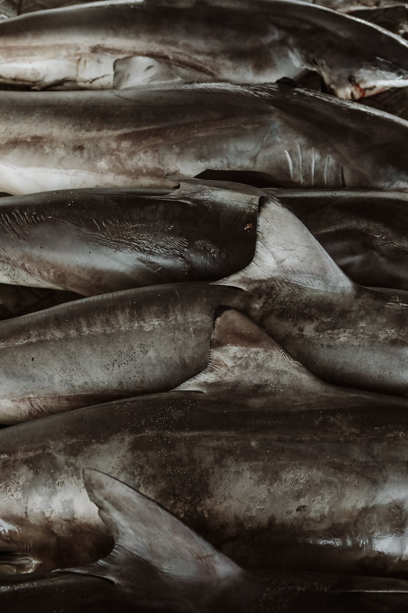 textures of the shark trade