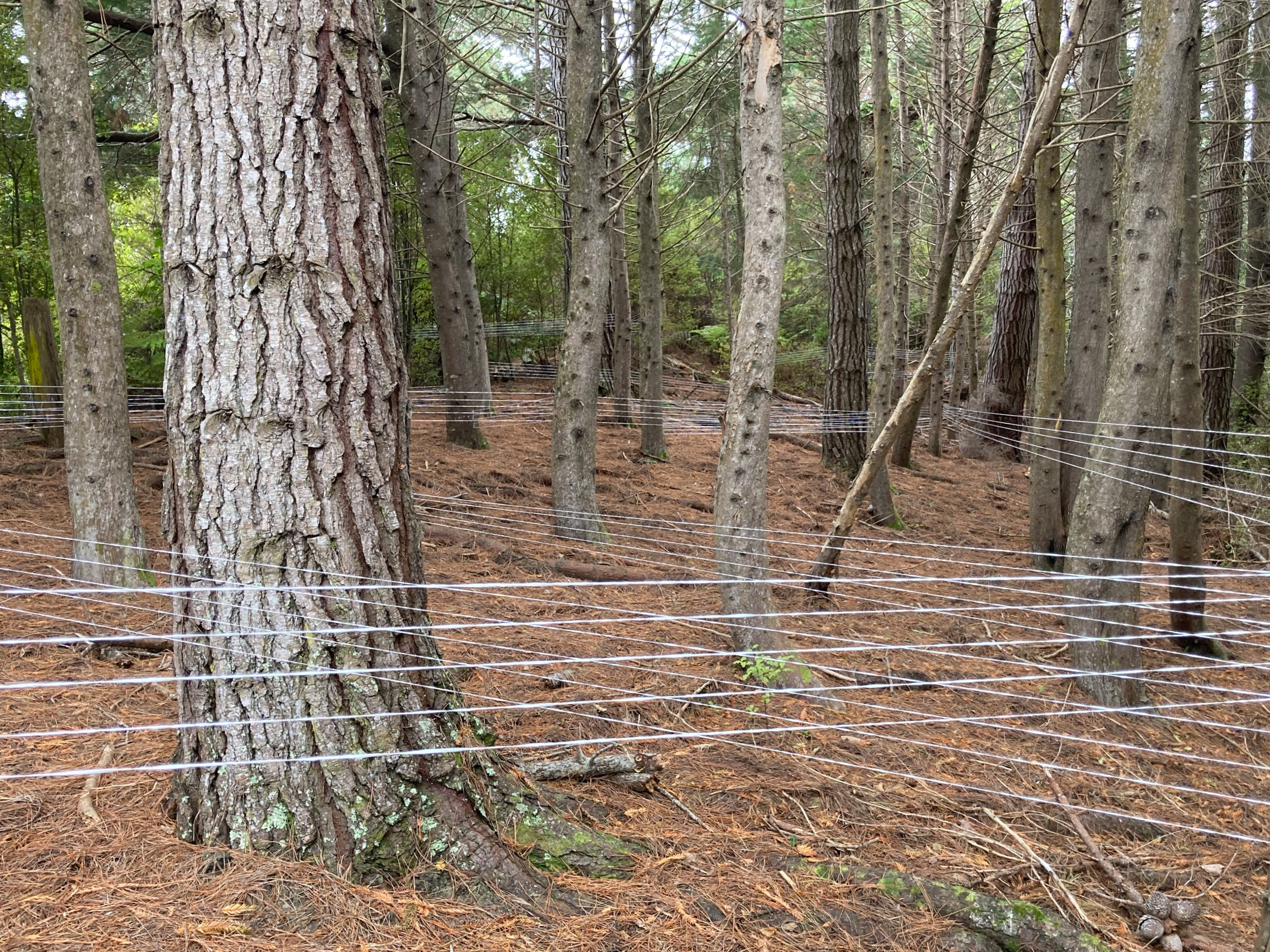 Gaye Jurisich installation at Kaipara Coast Sculpture Gardens