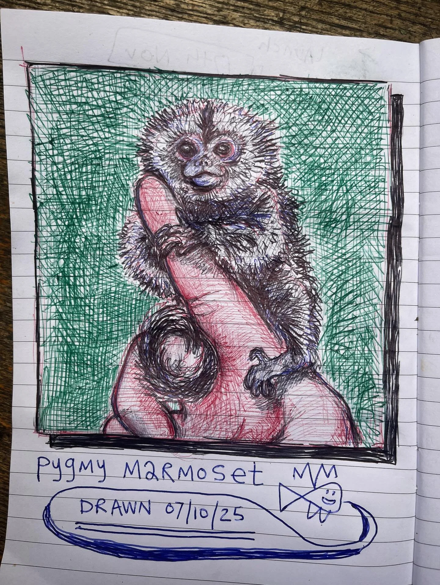 Biro drawing of a Pygmy Marmoset