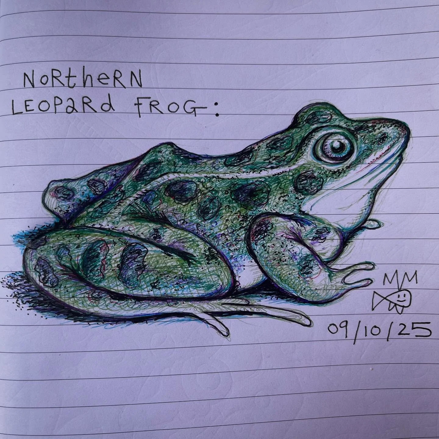 Northern Leopard Frog drawing. Biro and fine liner