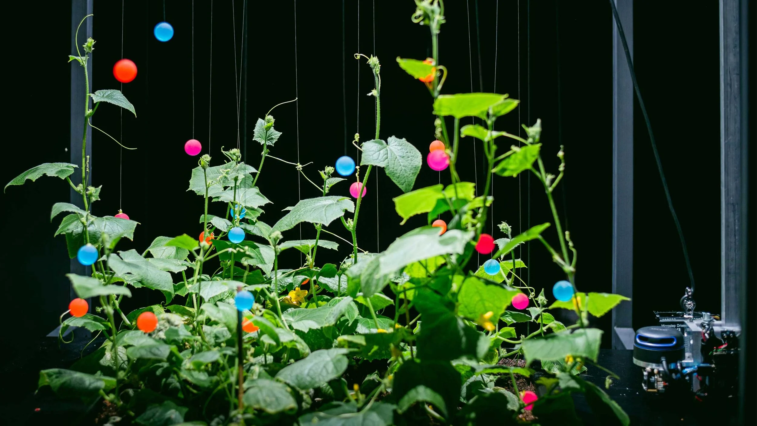 Bureau-Mitte-Designagentur-Ausstellungsgrafik-The-Senses-of-Plants-3.jpg