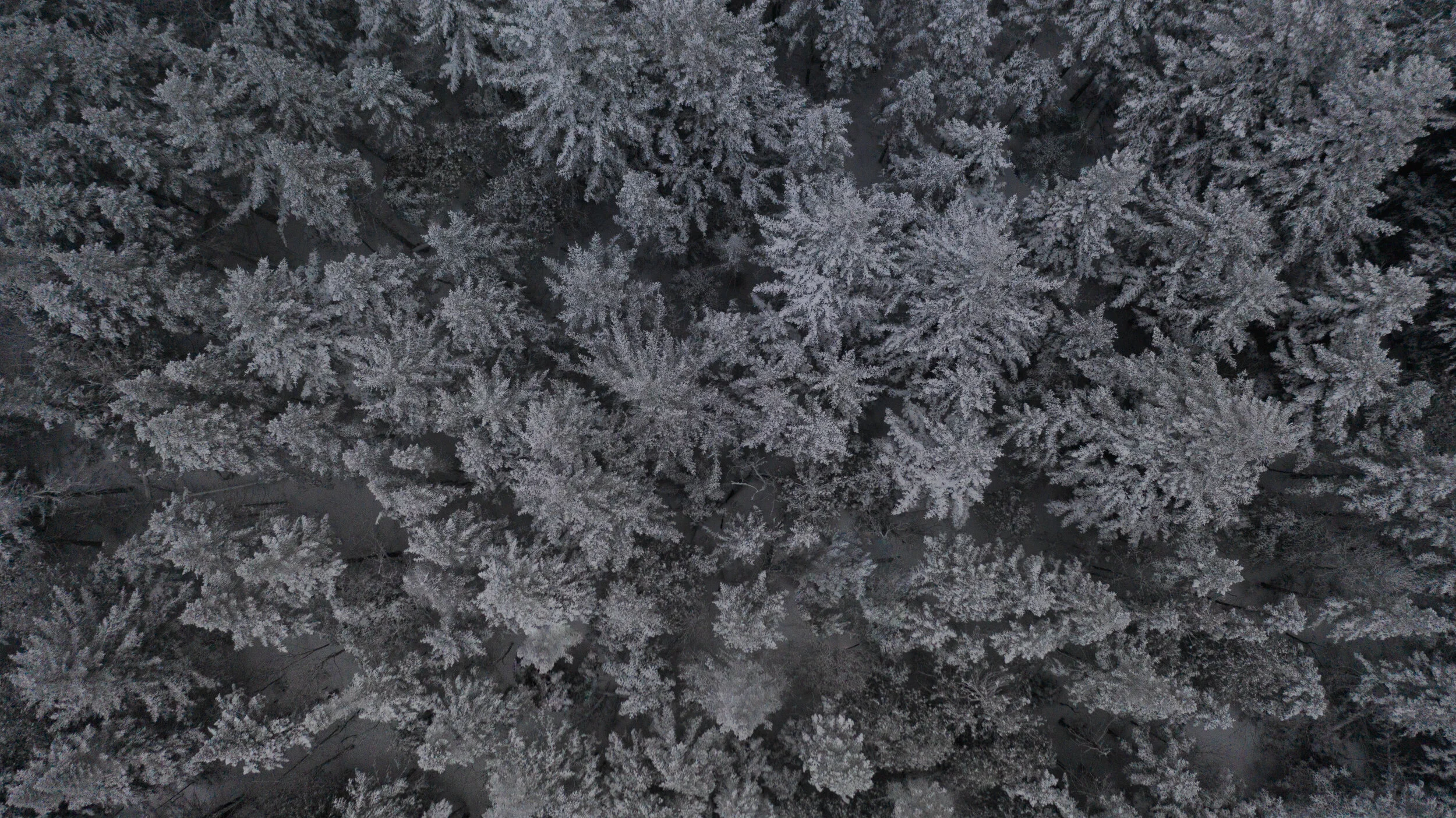 Winter Trees.jpg