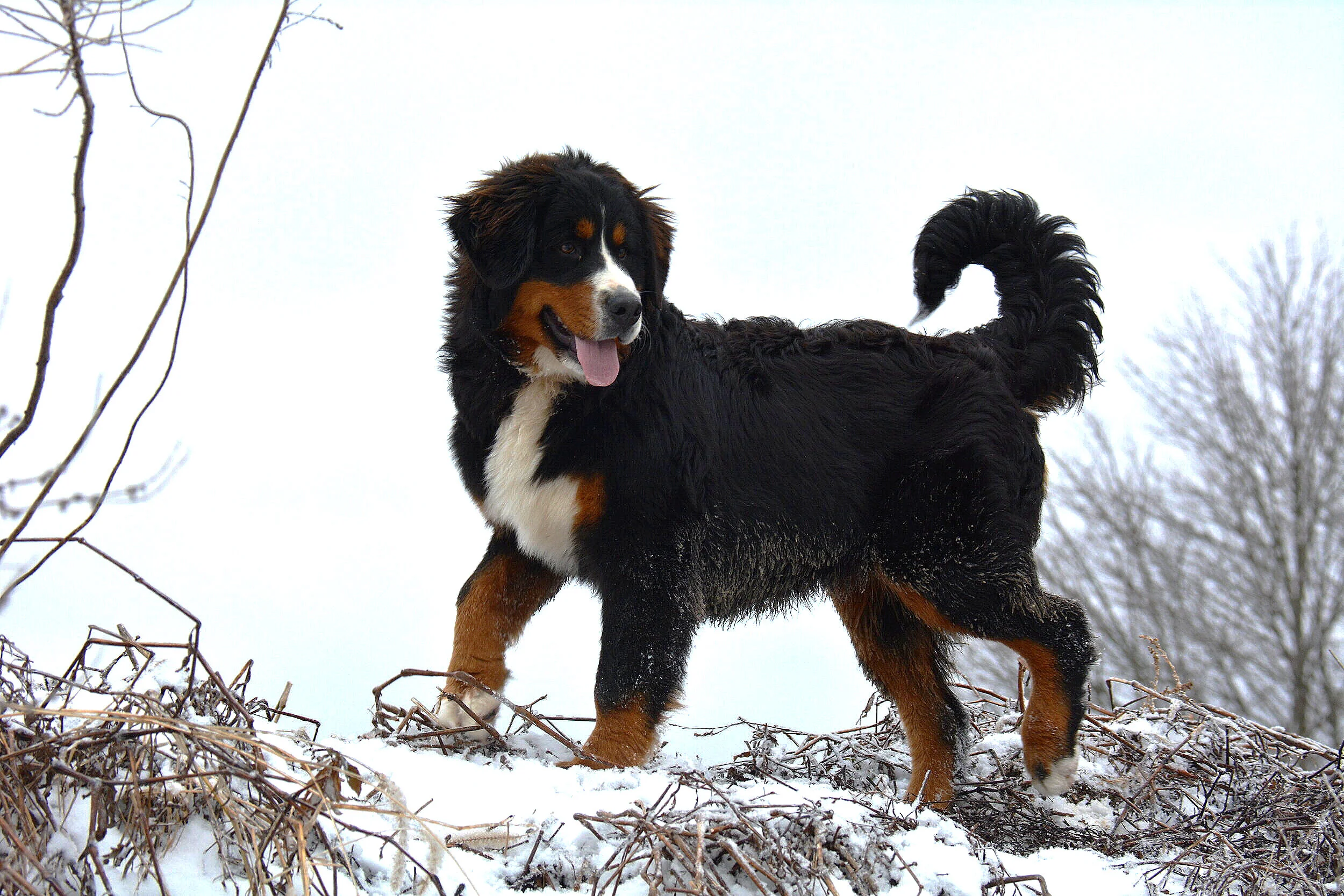 bernese mountain dog and cavalier mix