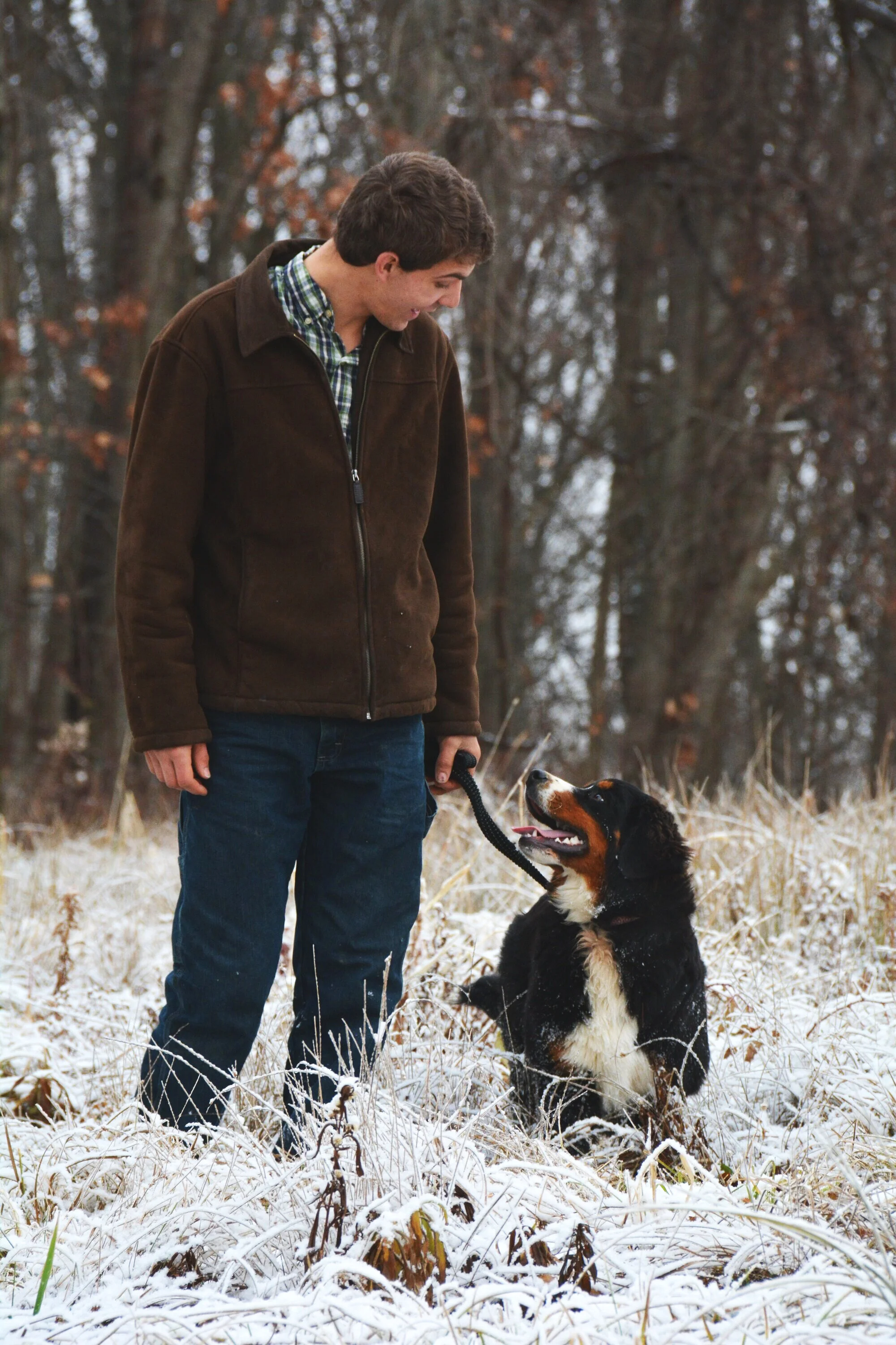 Full Grown Micro Bernese Mountain Dog Miniature Bernese Mountain