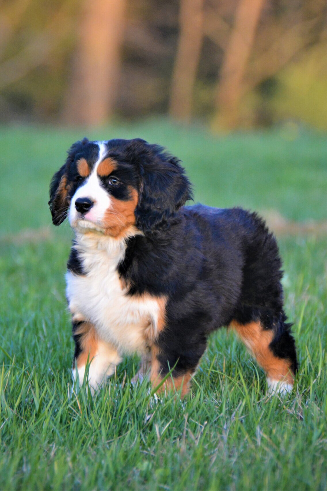 mini bernese dog