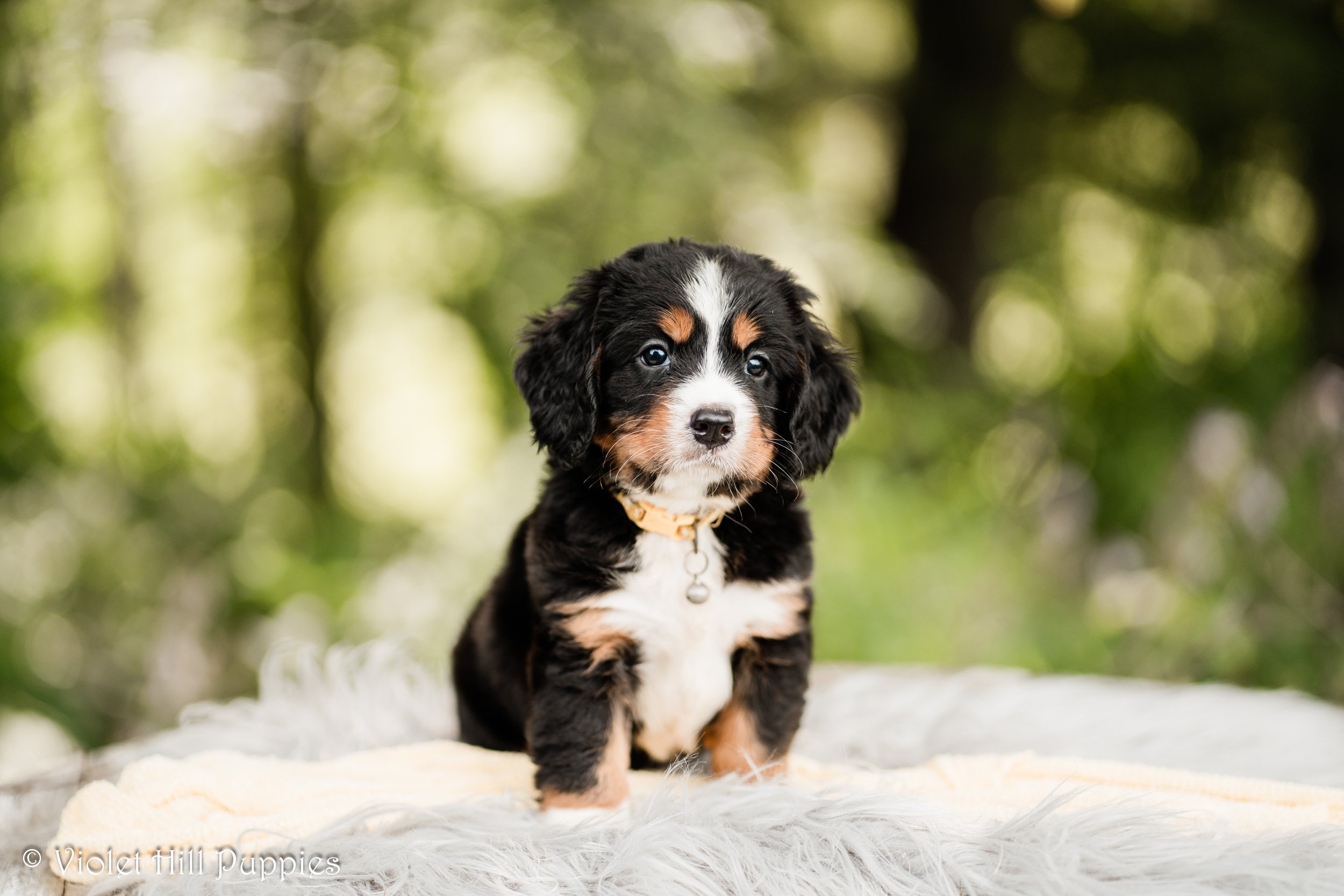 Mini Bernese Photos — Violet Hill Puppies