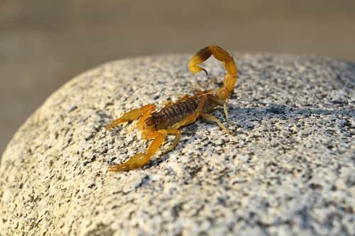 Worth the sting: Cuba's scorpion pain remedy