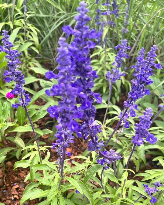 Purple flowering plants with green leaves in a garden.