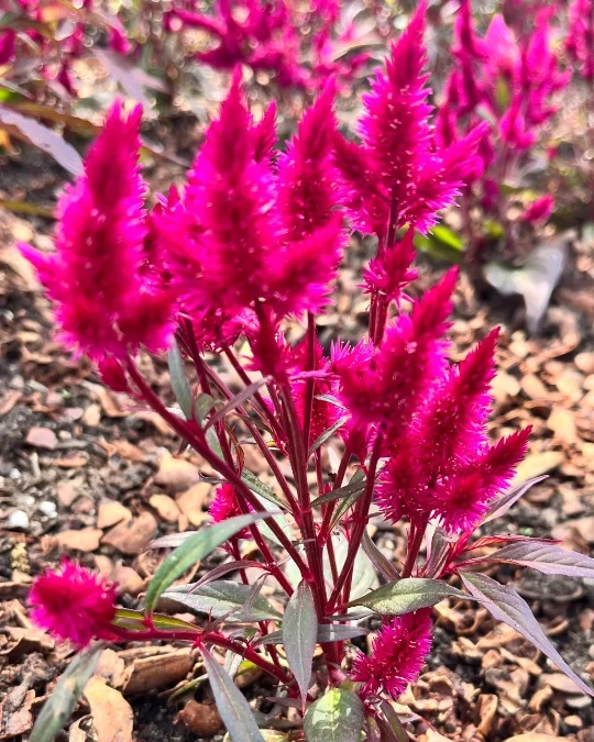 Bright pink fuzzy flowering plant with green and purple leaves in a garden bed.