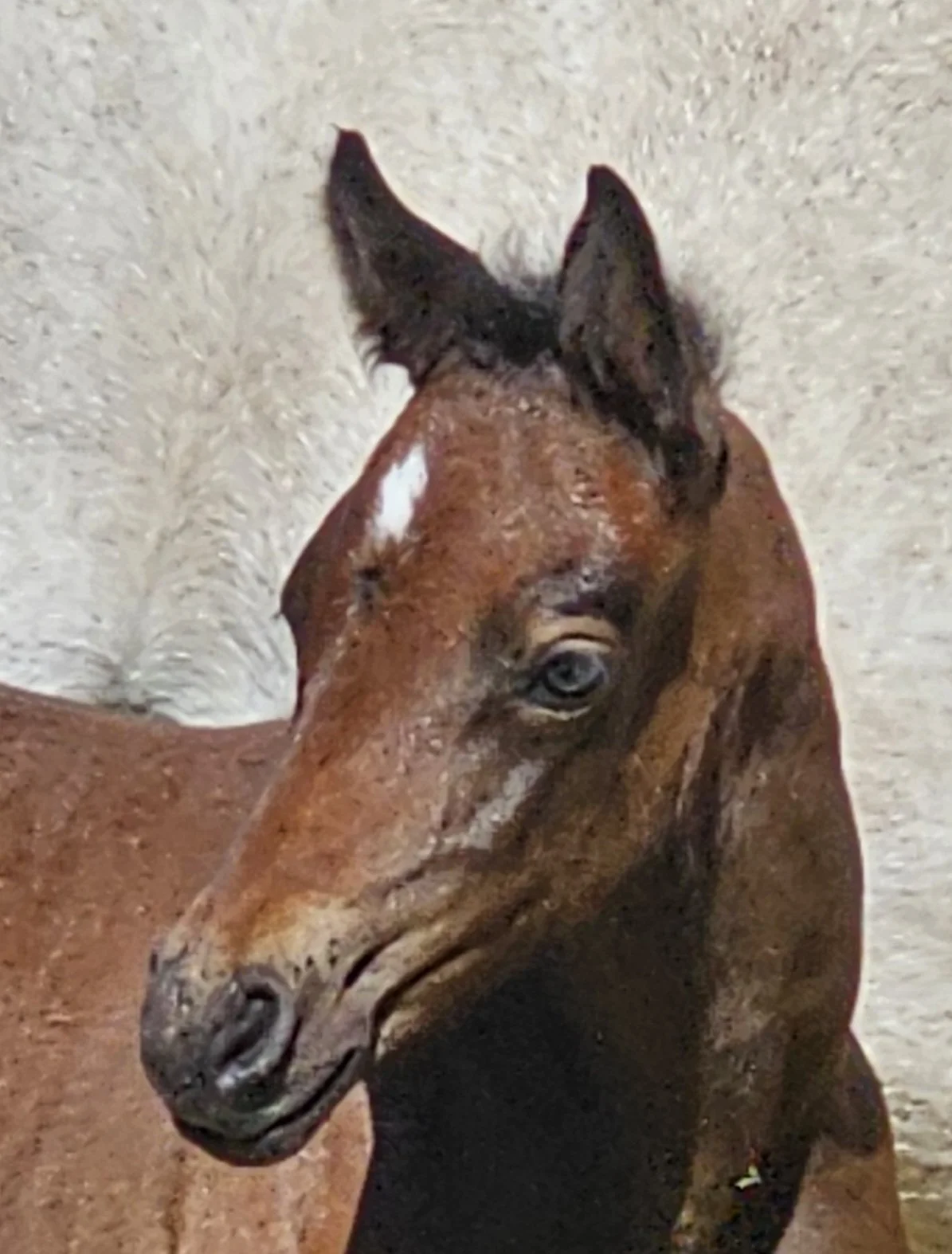 sunshine head shot.jpg