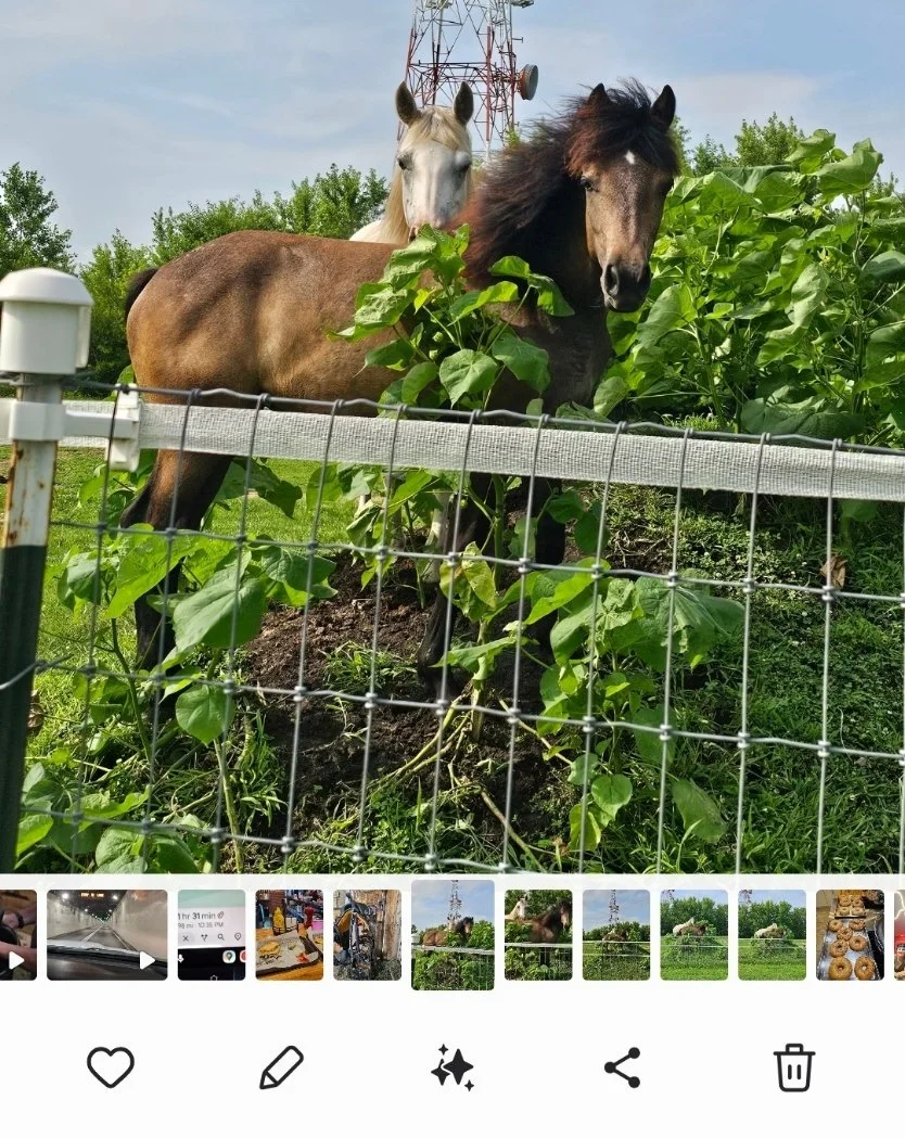 sunshine in the jungle.jpg