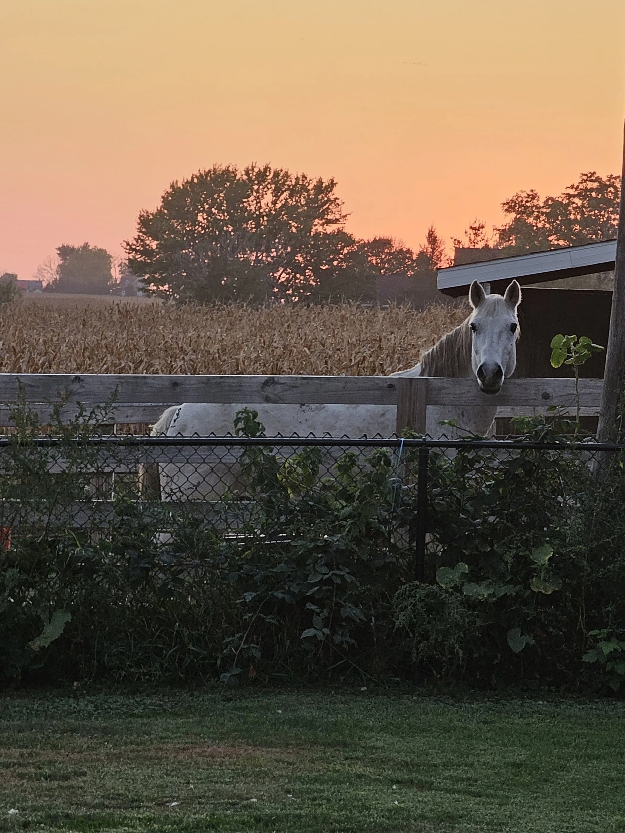 birdie golden hour.jpg