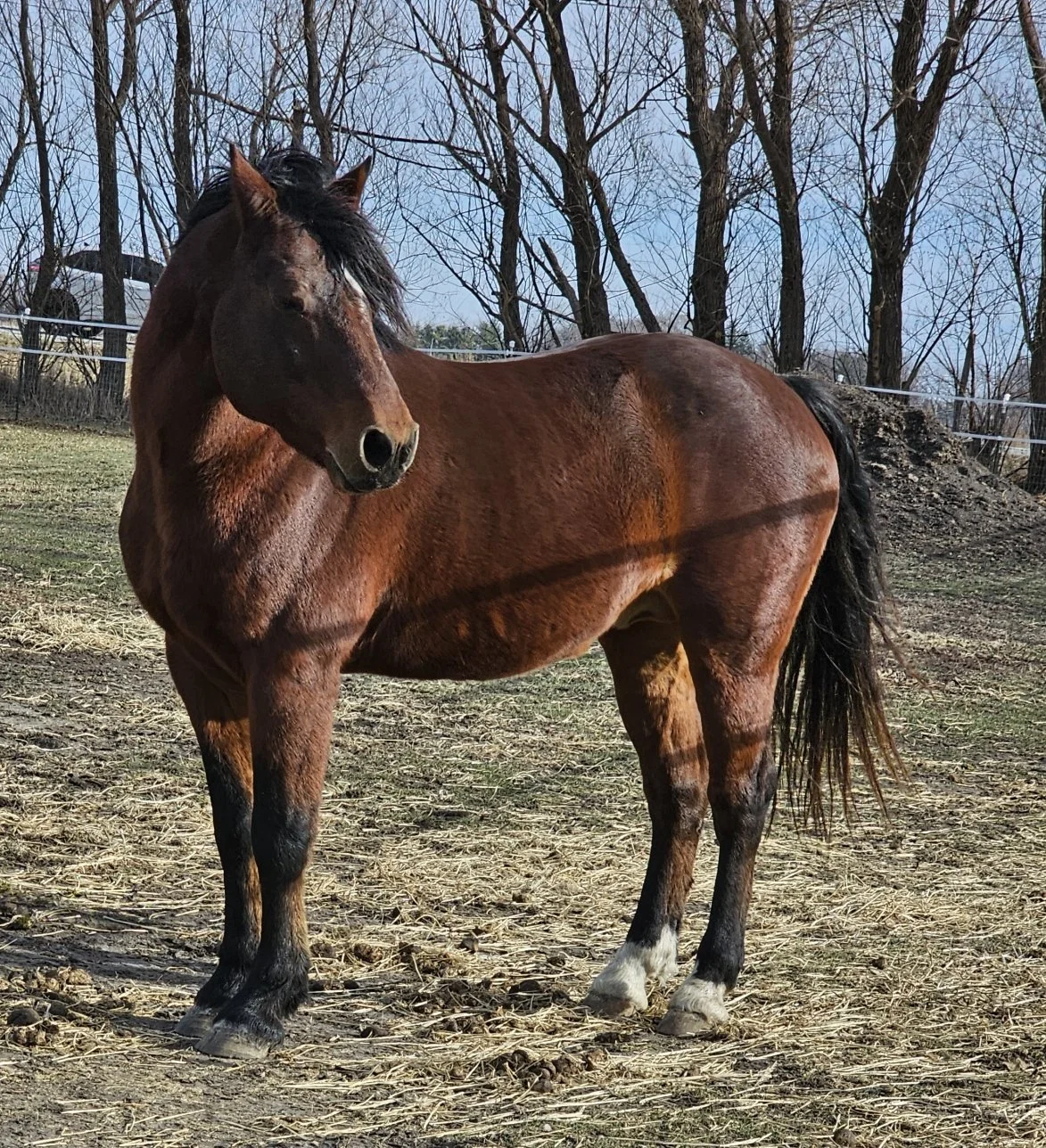 caspar on pasture.jpg