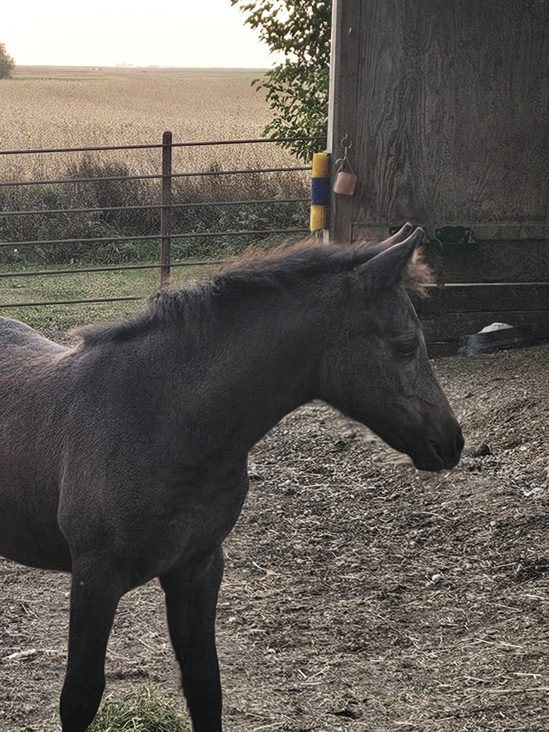 sunshine front end shot.jpg