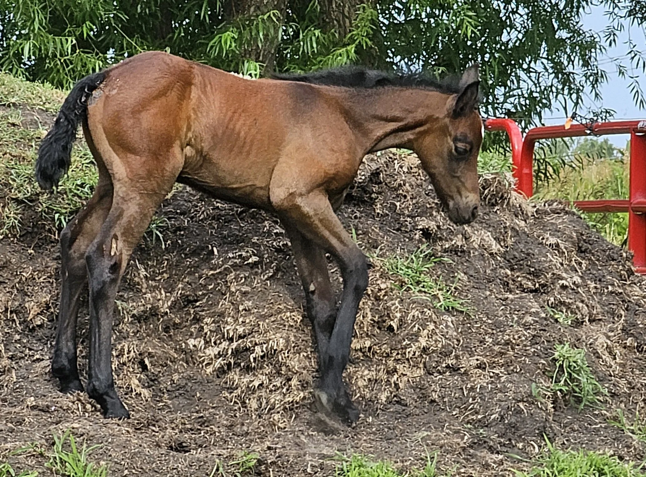 sunshine on the hill.jpg