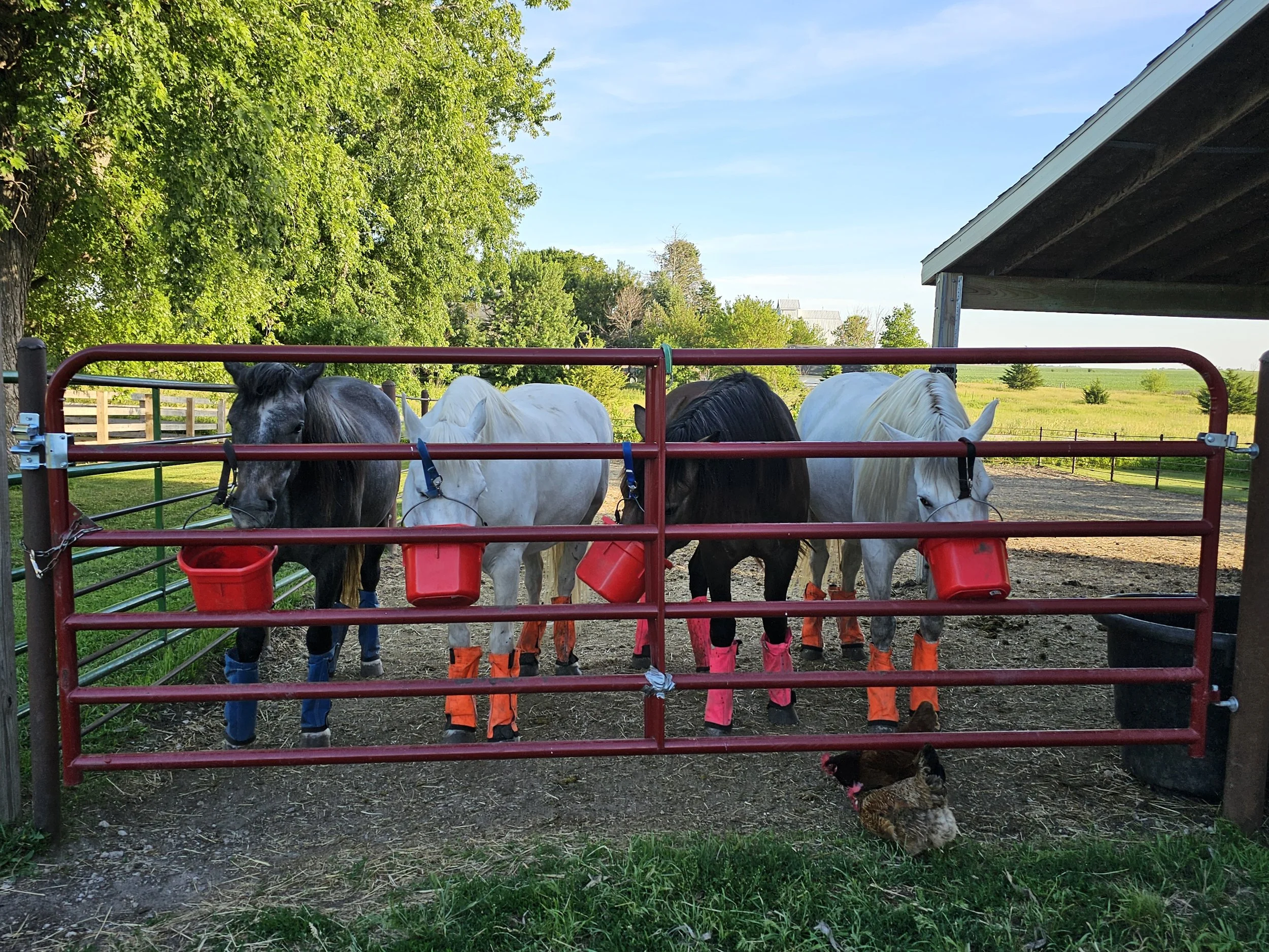 around the farm 4.jpg