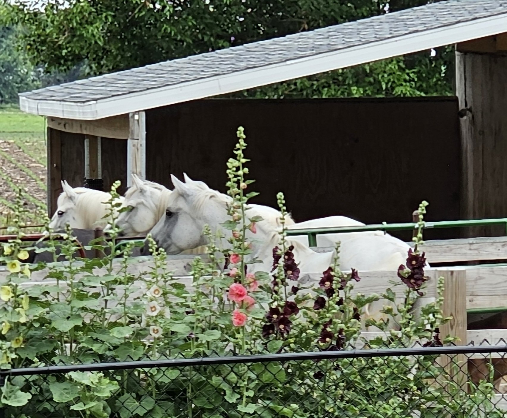 around the farm holly hocks.jpg