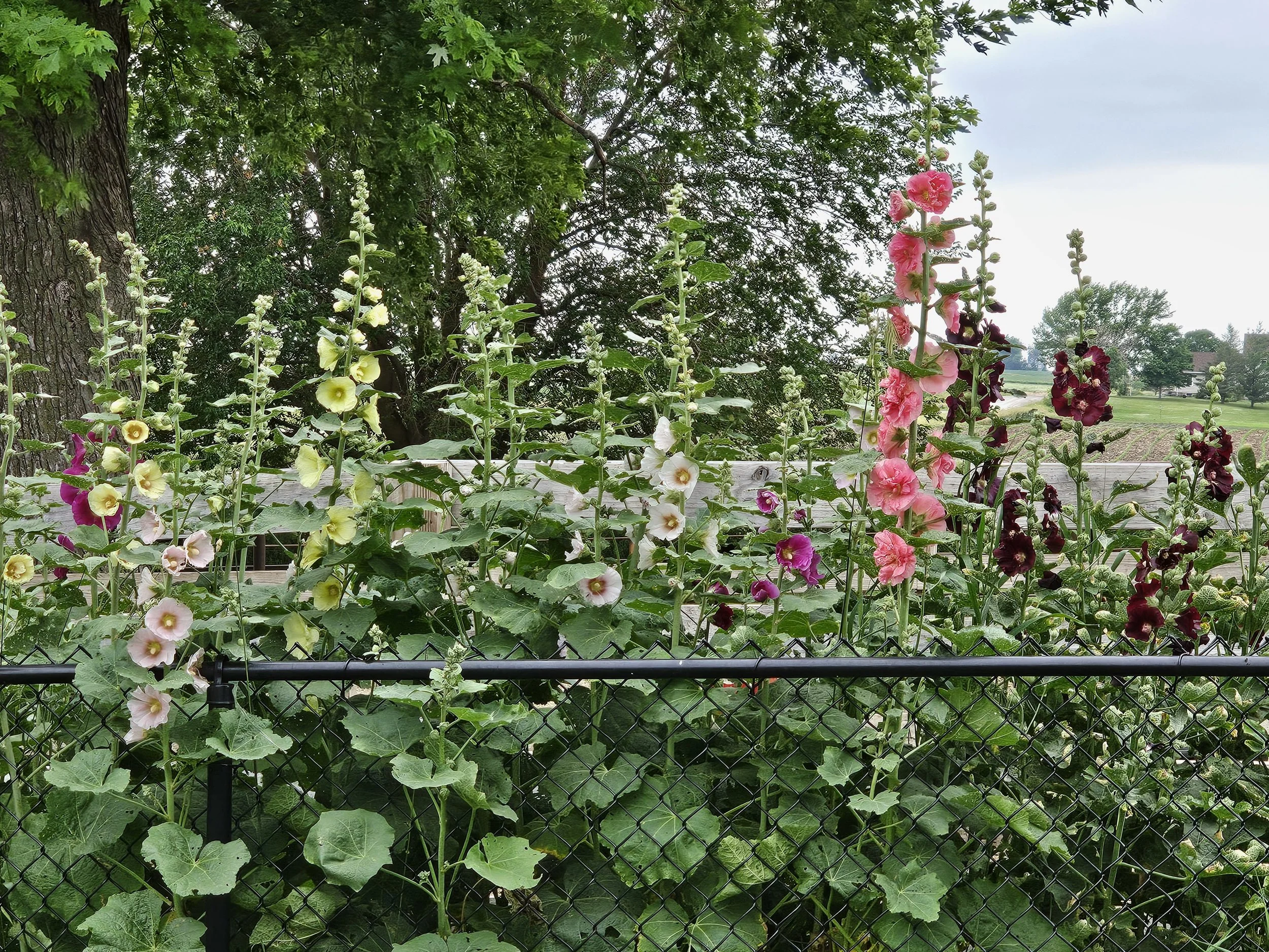 around the farm holly hocks 2.jpg